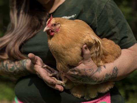 Opinion What Might Be Even Worse For Roosters Than Cockfighting The