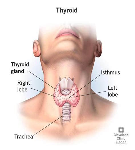 thyroid    function problems