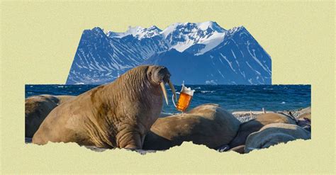 elephant  sitting   rocks   beer   mouth  mountains    background