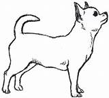 Dog Outline Drawing Chihuahua Clipart Clip Dogs Drawings Simple Cute Funny Pet Easy Coloring Cat Chiwawa Drawn Cliparts Printable Puppy sketch template