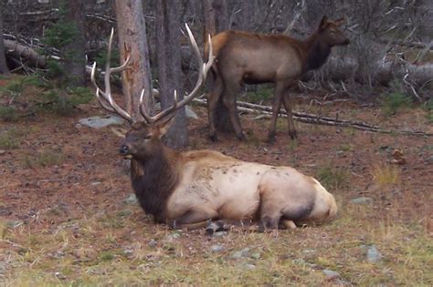 yellowstone national park wy bull elk photo picture image wyoming
