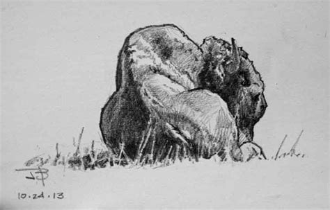 bortzart bison sketches bison sketches animals information