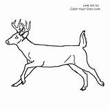 Deer Buck Whitetail Coloring Line Pages Bucks Drawing Color Tail Drawings Outline Kids Own Running Hurry Index Result Visit Animal sketch template