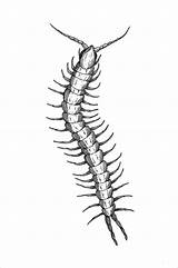Centipede Drawing Coloring Realistic Tattoo Sketch Pages Drawings Coloringbay Centipedes Tattoos Sketches Book Paintingvalley Silhouette Post Popular sketch template