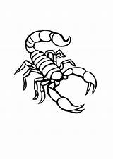 Scorpion Coloring Pages Kids Tattoo Printable Print Small Animal Choose Board sketch template