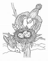 Coloring Nest Birds Adult Flying Etsy Digital Pages sketch template