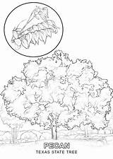 Tree Texas State Coloring Pages Drawing Symbols Clipart Printable Hawaii Template Line Pecan Florida Categories Getdrawings Library Comments sketch template