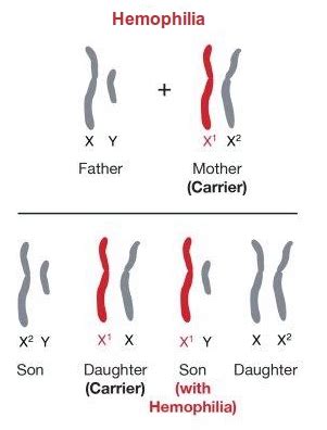 Sex linked traits genetics