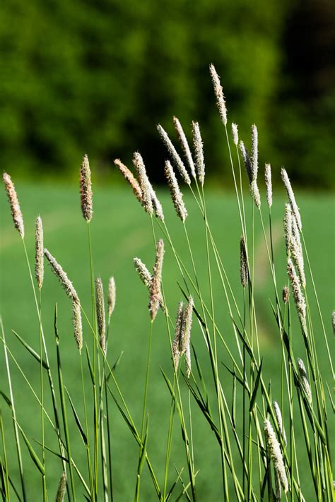 timothy great basin seeds phleum pratense forage grasses