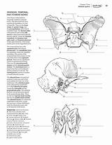Kaplan Physiology Albanysinsanity Muscles Skull Workbook Veterinary Designlooter sketch template