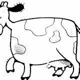 Coloring Cow Dairy Pages Post sketch template
