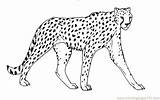 Cheetah Outline Drawing Drawings Paintingvalley Coloring sketch template