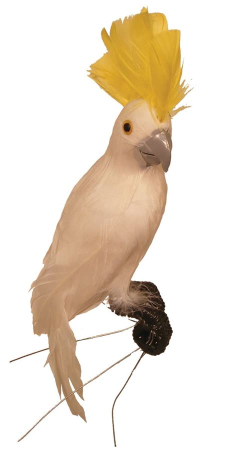 amazoncom white feathered display cockatoo bird  vibrant yellow head feathers arts