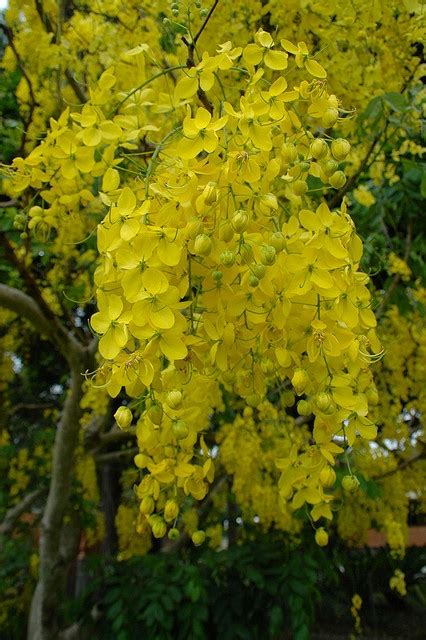 17 best images about cassia fistula tree on pinterest flower conservation and gold shower