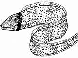 Eels Eel Moray Mammals Fossa Designlooter sketch template