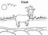 Goat Coloring Pages Kindergarten Kids Cute Printable Print Drawing Procoloring sketch template