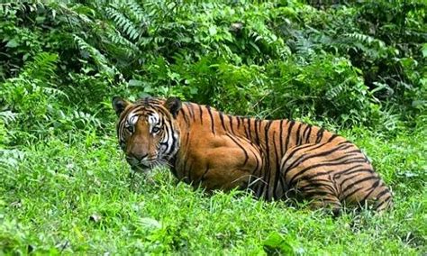 harimau makan manusia ditembak mati berita omg