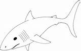 Shark Great Clipart Outline Mako Sharks Clip Basking Drawing Cartoon Coloring Cliparts Color Pencil Template Line Clipartmag Library Pages Kids sketch template