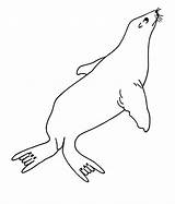 Seal Clipart Library Seals Drawing sketch template
