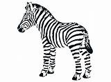 Zebra Coloring Pages Baby Getcolorings Zebras sketch template