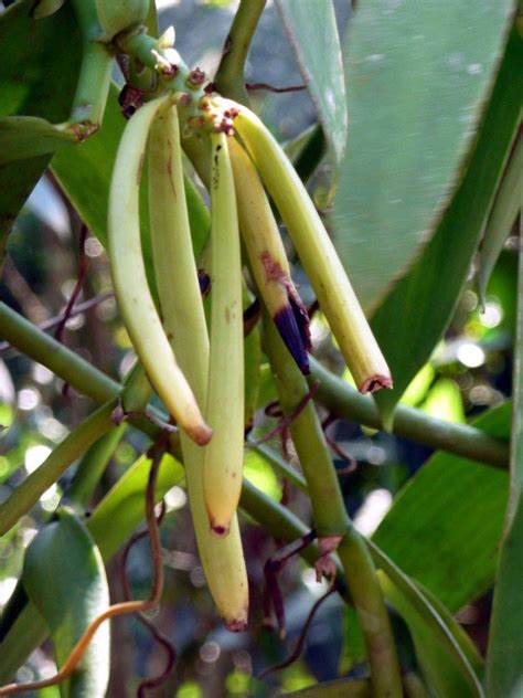 grow   vanilla beans grow vanilla beans cash crop