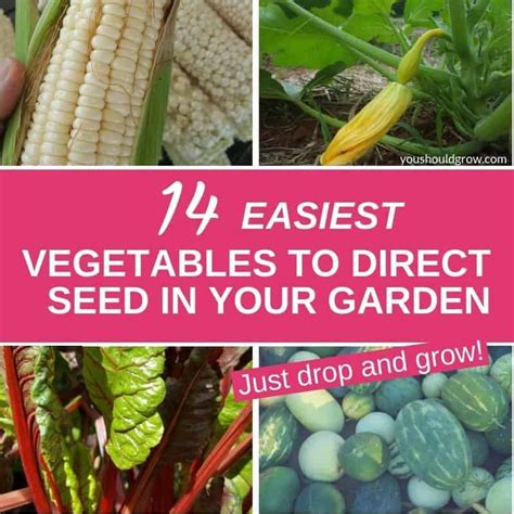 Easiest Vegetable To Grow From Seed Gardenpicdesign