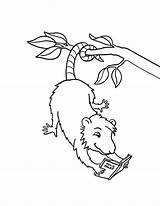 Coloring Possum Reading Book Pages Opossum Template Books Hanging Drawing Colorluna Choose Board sketch template