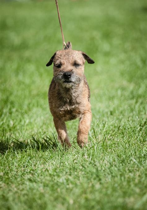 border terrier border terrier showing   wine country circuit dog