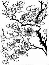 Plum Blossom Coloring Drawing Pages Japanese Tree Template Drawings Color Getdrawings Sketch Choose Board sketch template