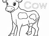 Cow Coloring Pages Realistic Printable Outline Getcolorings Color Head sketch template