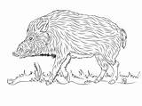 Dzik Wildschwein Kolorowanka Kolorowanki Wydruku Wildschweine Spaceruje Malvorlagen Boar Druku Darmowe sketch template
