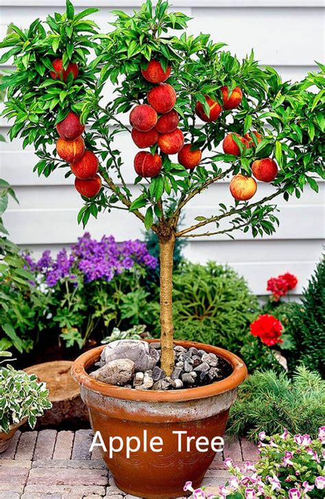 fruits  grow   pots home gardeners