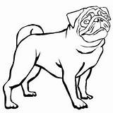 Pug Skecth Colorluna Getcolorings Bulldog sketch template