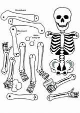 Skeleton Coloring Pages Human Bones Bone Anatomy Color Axial Head Drawing Printable Skeletons Getcolorings Skull Getdrawings Print sketch template