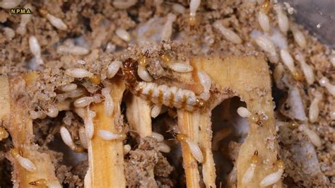 termites chew   tiny house    months fox news
