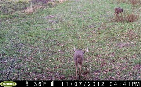 Deer Hunting Plots For Small Parcels Whitetail Habitat