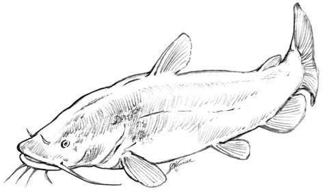 flathead catfish drawing  getdrawings