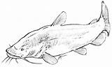 Catfish Fish Flathead Drawing Getdrawings sketch template
