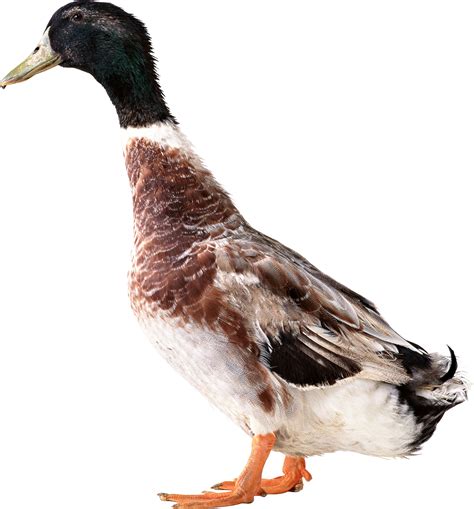 duck face png picpng