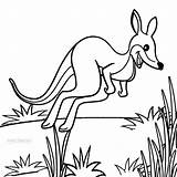 Coloring Kangaroo Kangaroos sketch template