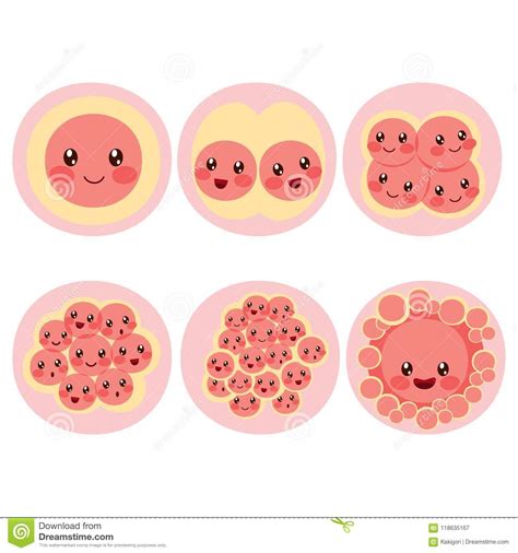fertilized egg cell division stock vector illustration  membrane