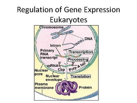 Regulation Of Gene Expression Eukaryotes I Regulation At