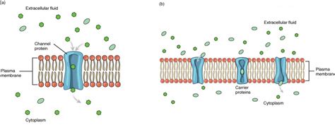 cell membrane  transport bio human biology