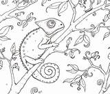 Chameleon Camaleonte Kameleon Rettili Chamäleon Animali Kleurplaten Camaleón Erwachsene Ausmalen Printmania U00fcr sketch template