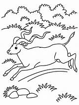 Coloring Pages Antelope Printable Animals Grassland Animal Running Kids Realistic Colouring Desert Open Comments Coloringbay Drawing Coloringhome sketch template