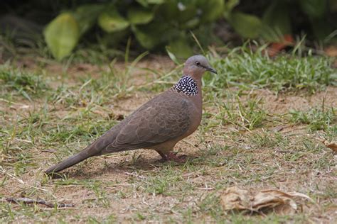 spotted dove  maui hawaii usa jimmy mcmorran flickr