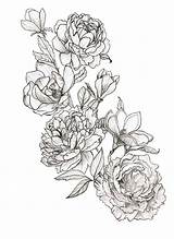 Peony Flower Tattoo Drawing Peonies Tattoos Line Outline Drawings Magnolia Flowers Drawn Pencil Draw Tatoo Floral Samoan Ink Magnolias Flash sketch template