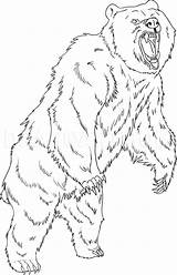 Grizzly Urso Loup Dragoart Debout Everfreecoloring sketch template