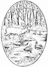 Northwoods Stamp Rubber Deer Mallards Wooded Stream Franticstamper Sold sketch template