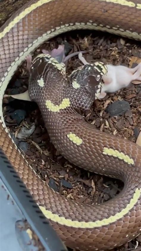 dumpert tweekoppige slang doet eten